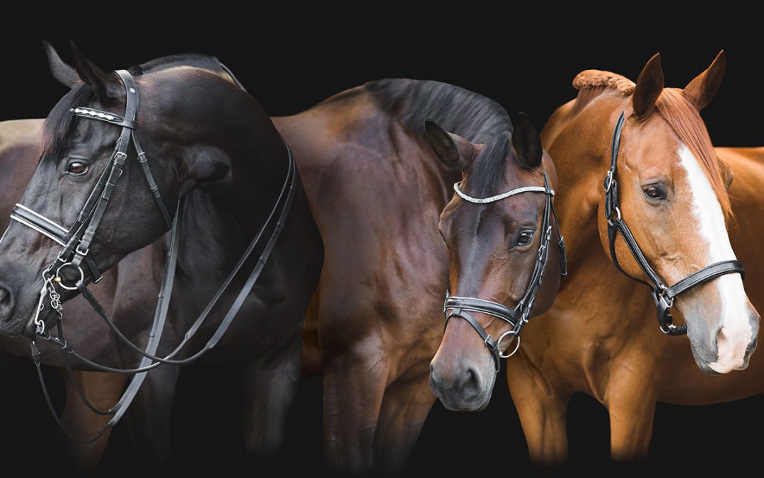 Maty gumowe dla koni – 3 sposoby ich wykorzystania
